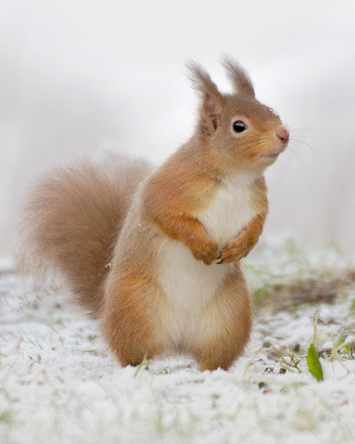 Red Squirrel in Snow Photograph by Gavin MacRae