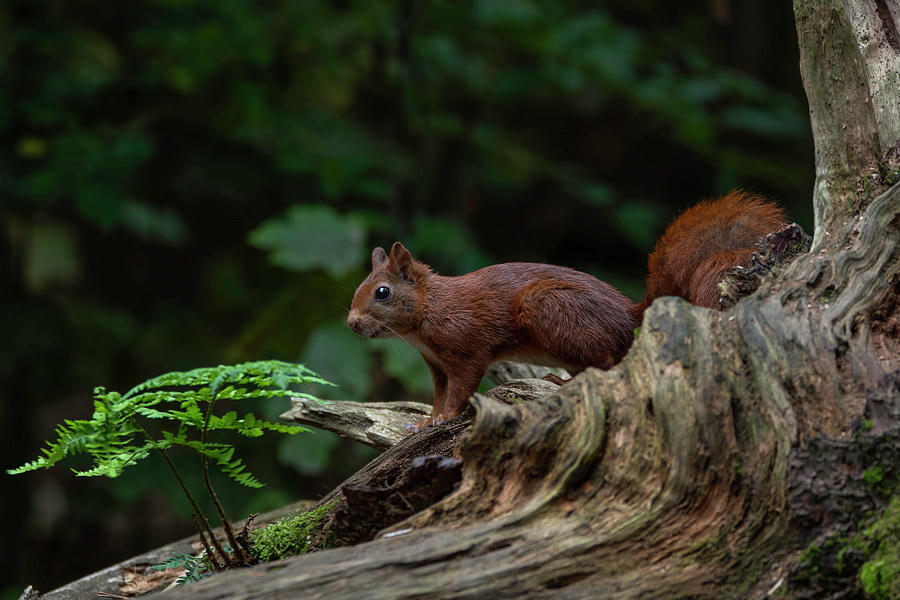 Red squirrel in the autumn forest Photograph by Marjolein Van Middelkoop