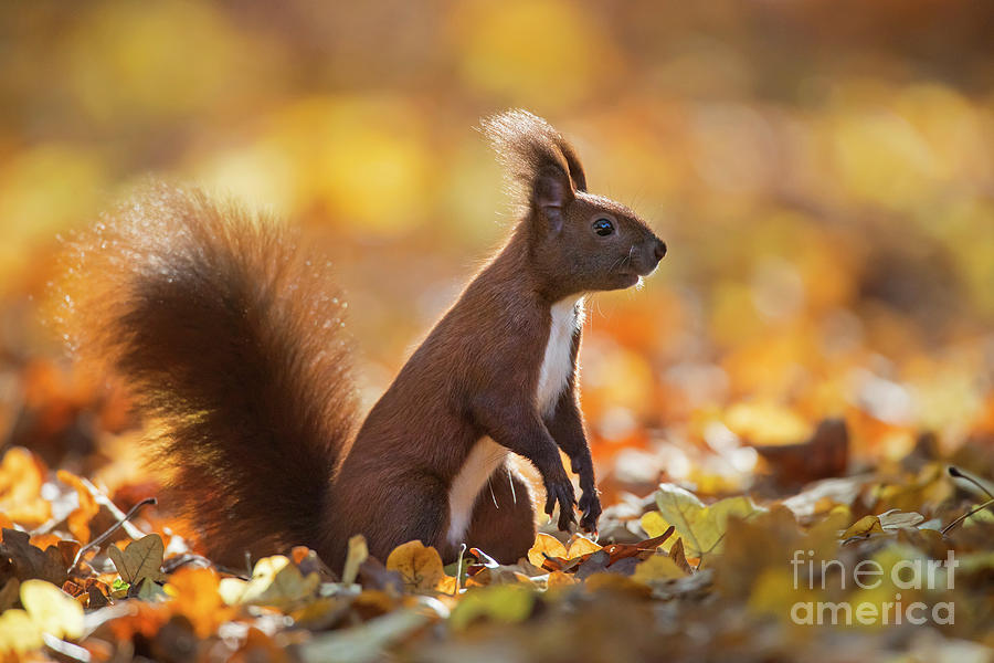 Red Squirrel in the Fall Photograph by Arterra Picture Library