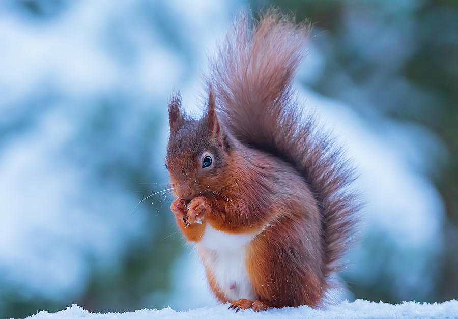 Winter Photograph - Red Squirrel In The snow Whinfell Forest by Darren Wilkes