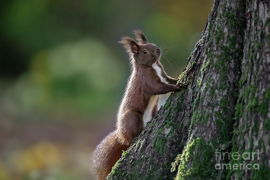 Red Squirrel in Tree Photograph by Arterra Picture Library