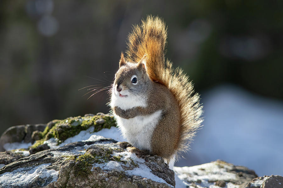 Red Squirrel In Winter Photograph