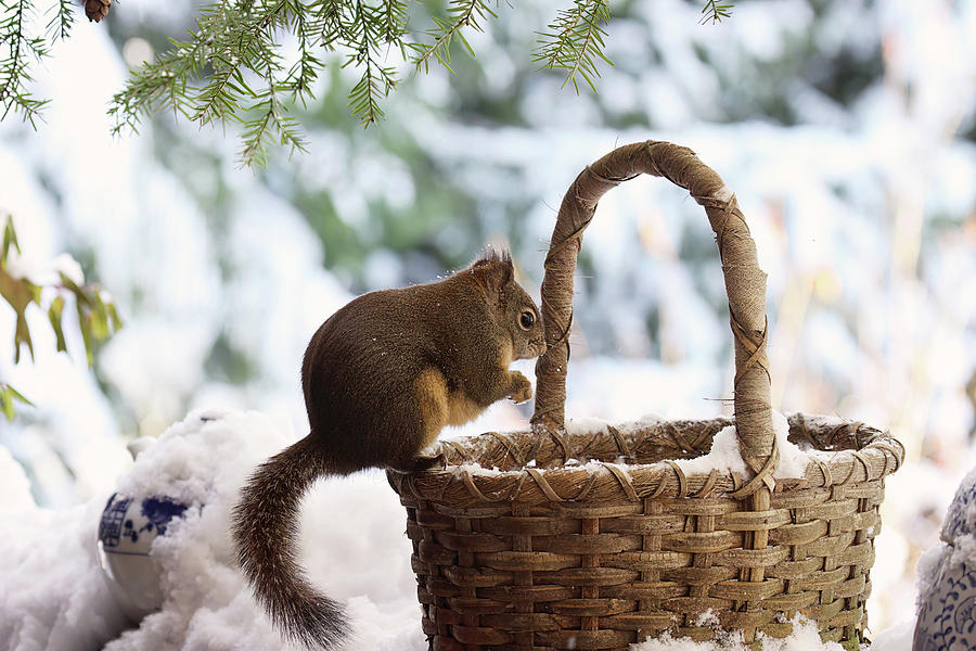 Red Squirrel in Winter Photograph by Peggy Collins