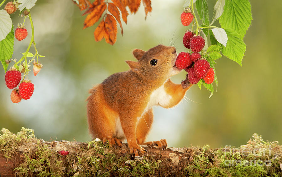 Red Squirrel Is Standing On A Tree Trunk Eating Raspberries Photograph