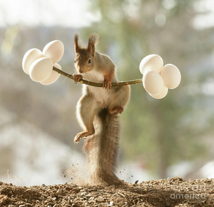 Red Squirrel Jumping With Eggs Looking At Viewer Photograph by Geert Weggen - Fine Art America