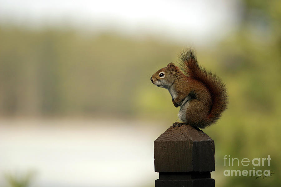 Red Squirrel Photograph by Mark Triplett