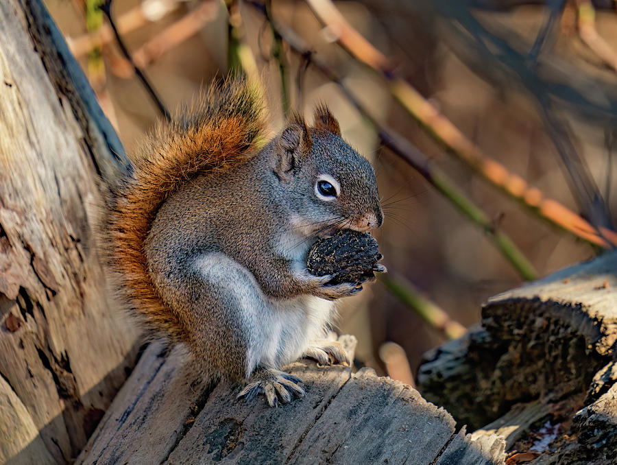 Red Squirrel Nut Photograph by Martina Abreu