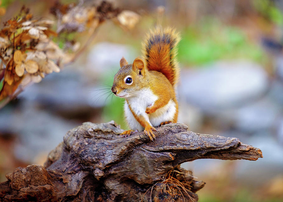 Red Squirrel On A Branch Photograph by Bob Orsillo