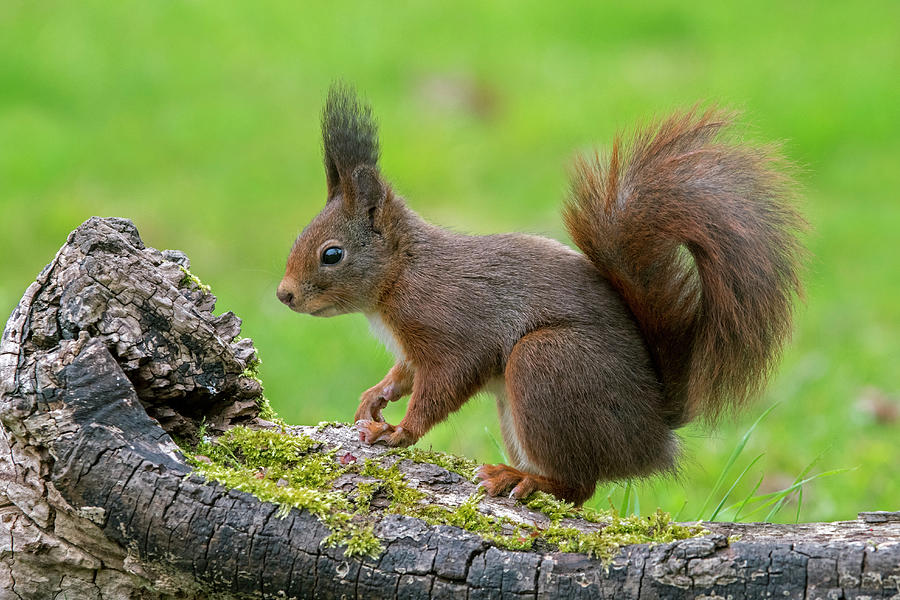 Red Squirrel on Tree Stump Photograph by Arterra Picture Library