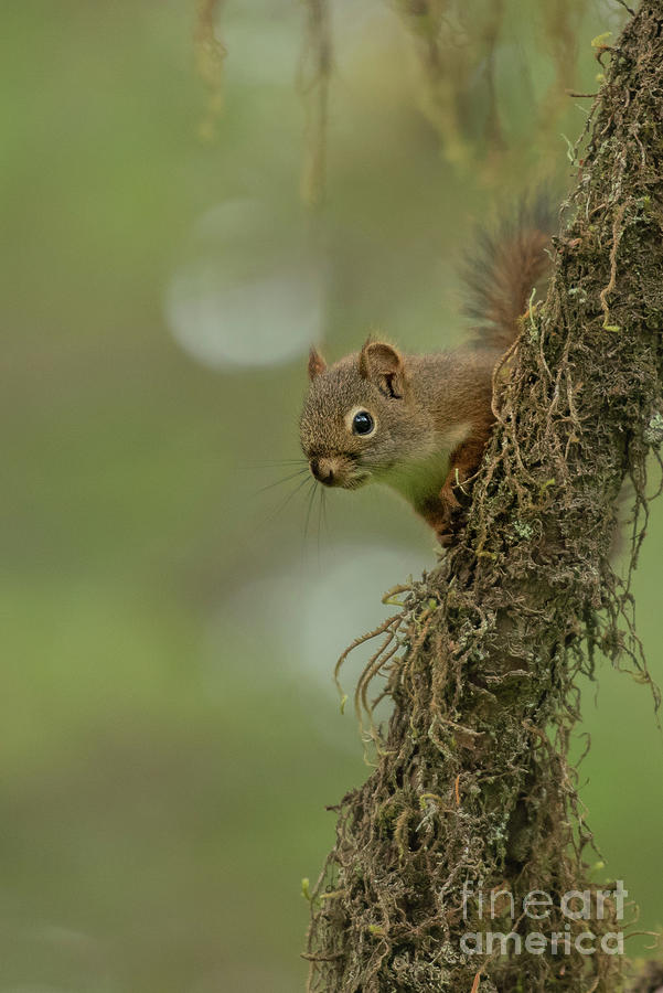 Red Squirrel Peeks out from Mossy Tree Photograph by Nancy Gleason