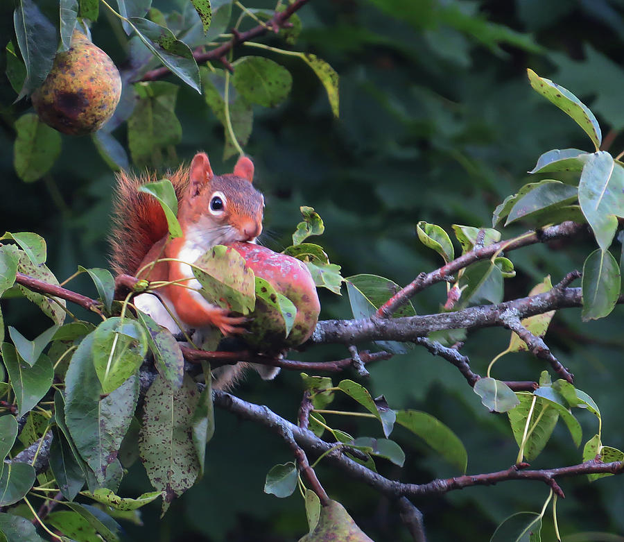 Red Squirrel Photograph by Rebecca Grzenda