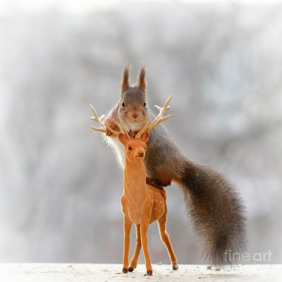 Red Squirrel Riding On A Deer Photograph By Geert Weggen Fine Art America 
