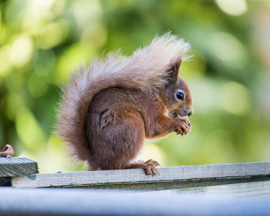 Red Squirrel Photograph by s0ulsurfing - Jason Swain