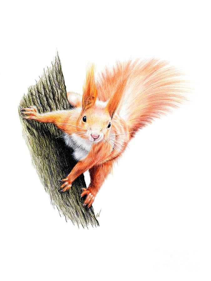 Red Squirrel Drawing by Sandra Warmerdam Fine Art America