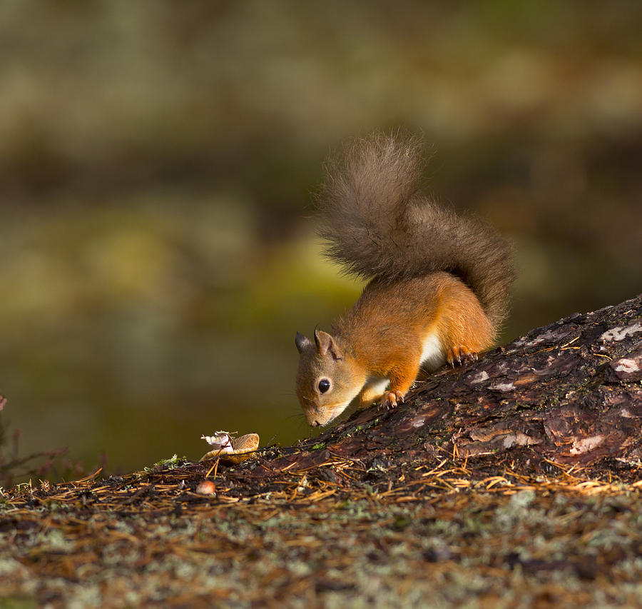Red squirrel searching for nuts for winter Photograph by Louise Heusinkveld