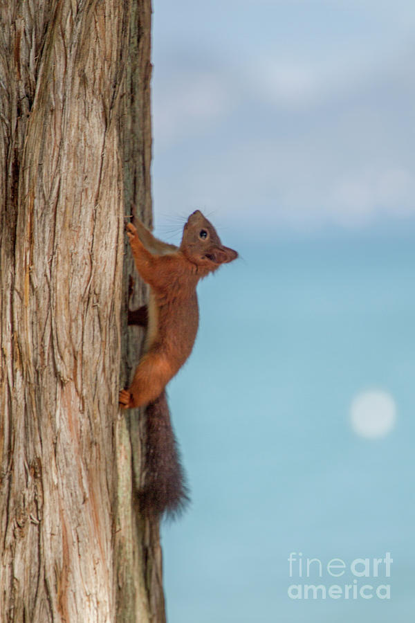 Red Squirrel. Photograph