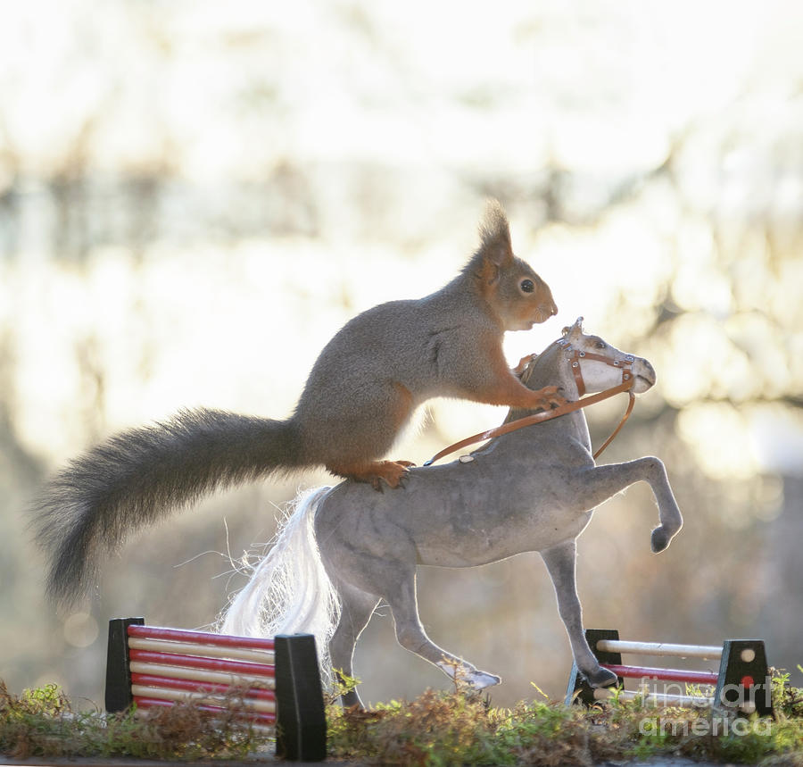 Red Squirrel Sitting On A Horse With Obstacle Photograph by Geert ...