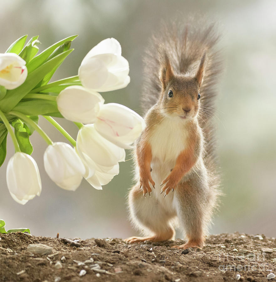 Red Squirrel Standing Beside White Tulips Looking At The Viewer ...