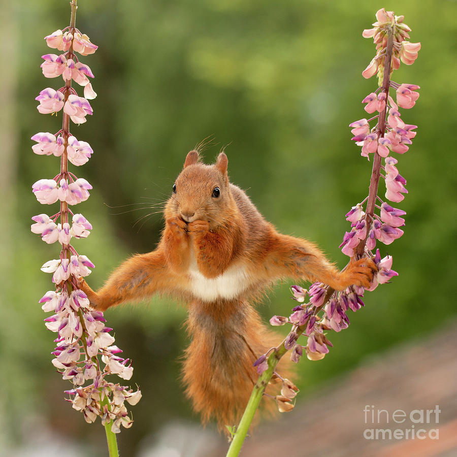 Red Squirrel Standing Between 2 Lupine Flowers With Spread Legs ...