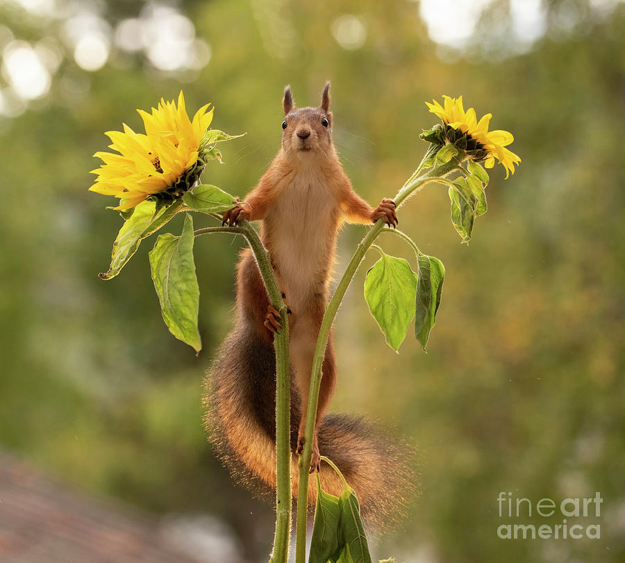 Red Squirrel Standing Between Two Sunflowers Photograph By Geert Weggen