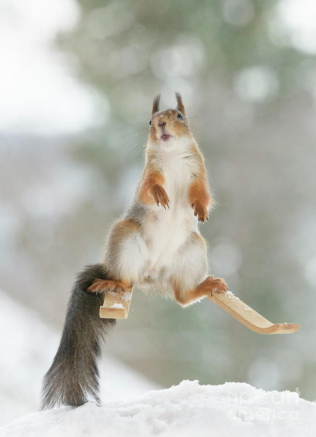 Red squirrel standing on skis with mouth open Photograph by Geert