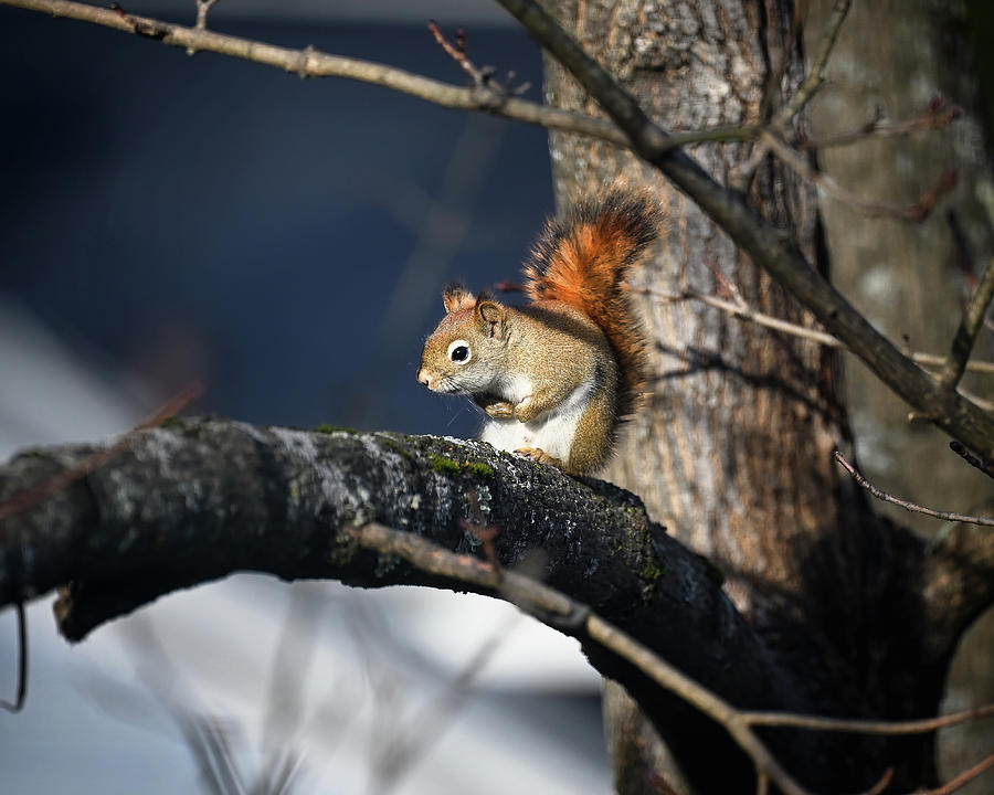 Red Squirrel Photograph by Steven Nelson