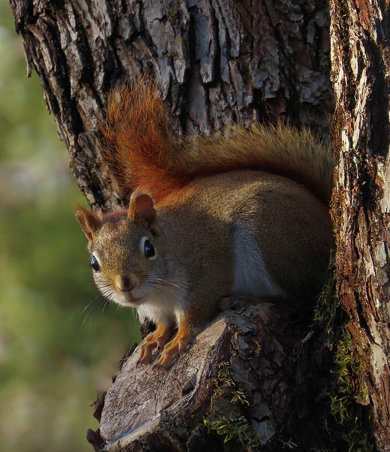 Red Squirrel Sunbathing Photograph by Rebecca Grzenda