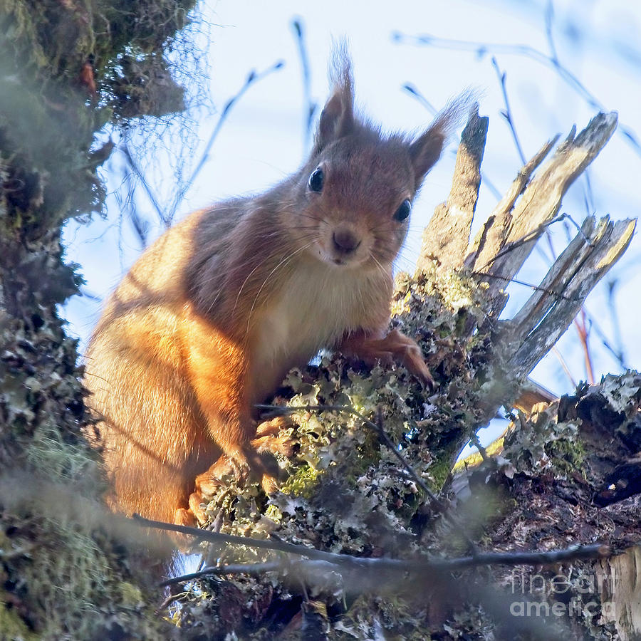Red Squirrel, Highland, Scotland. Photograph by Tony Mills