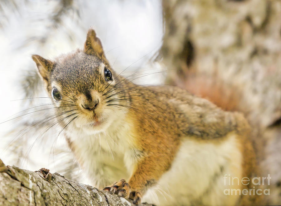 Red Squirrel with Curiosity Photograph by Charline Xia