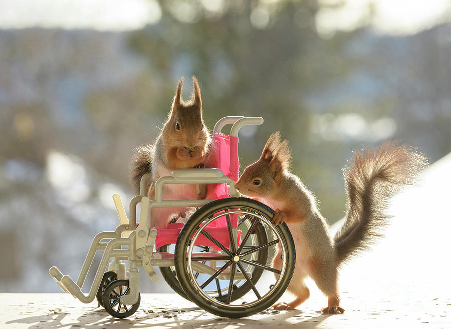 Nature Photograph - Red Squirrels Standing With A Wheelchair by Geert Weggen