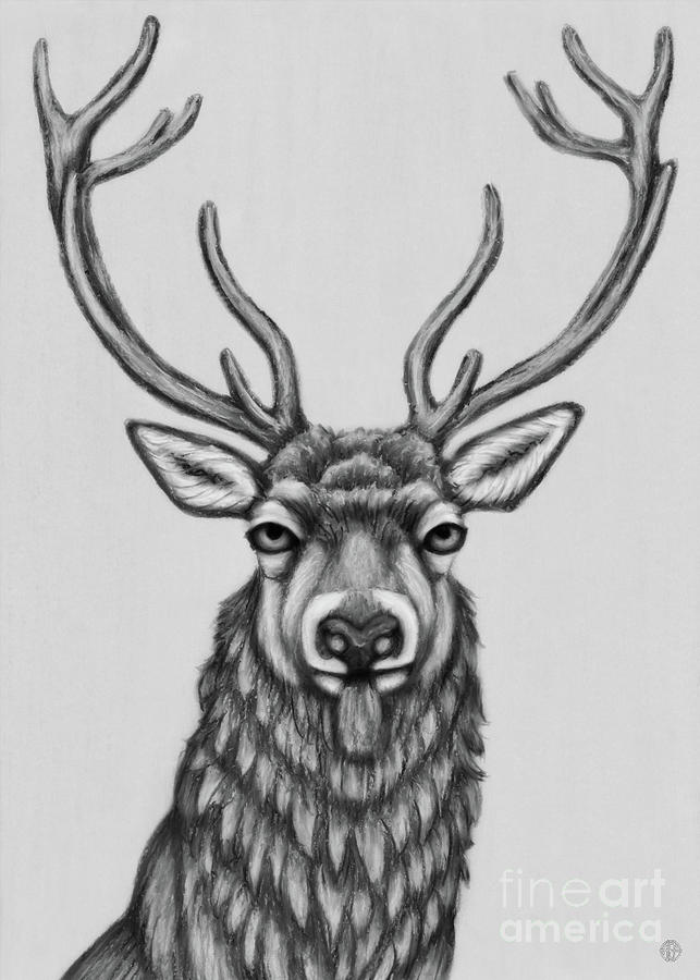 Red Stag. Black and White Drawing by Amy E Fraser - Fine Art America