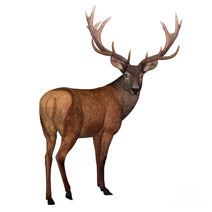 Deer Digital Art - Red Stag Deer by Corey Ford