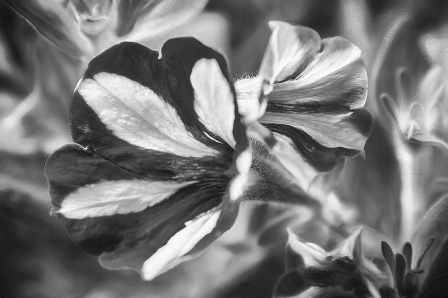 Red Star Petunia Black and White Photograph by Carol Japp - Fine Art ...