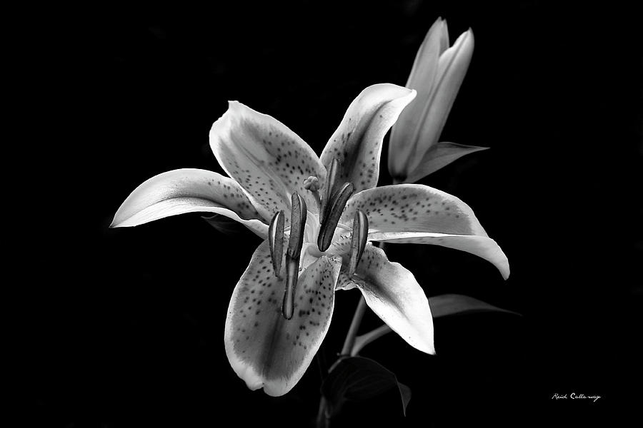 Red Stargazer Lily B W Flower Garden Art Photograph by Reid Callaway ...