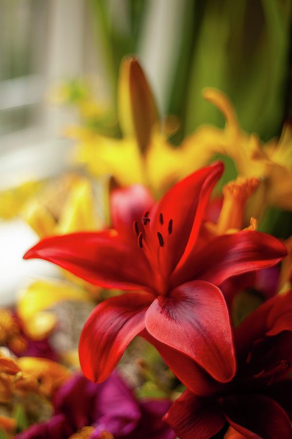 Red Stargazer Lily In The Window Photograph