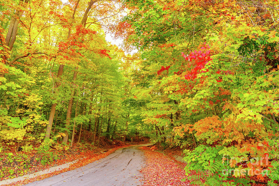 Red Sugar Maple Forest with Road Photograph by Charline Xia