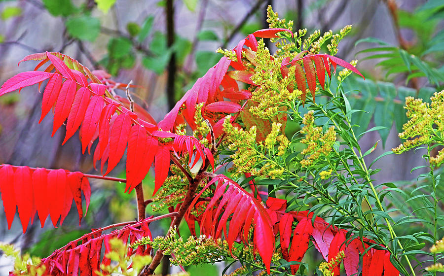 Red Sumac And Yellow Goldenrod Photograph by Debbie Oppermann