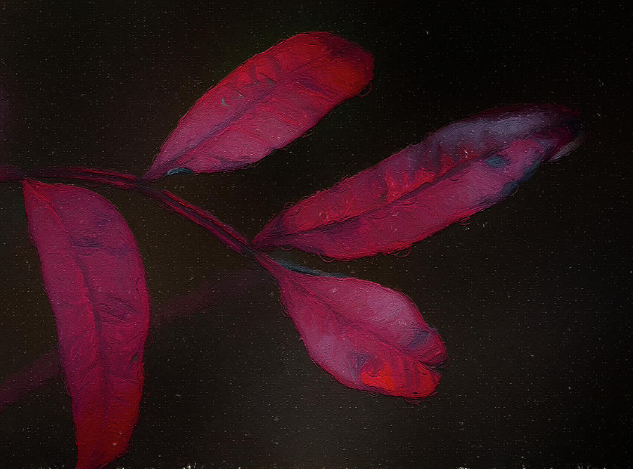 Red Sumac on Black Photograph by Kathy Clark