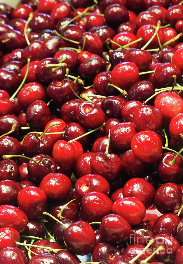 Red Summer Cherries Photograph by Ginger Repke
