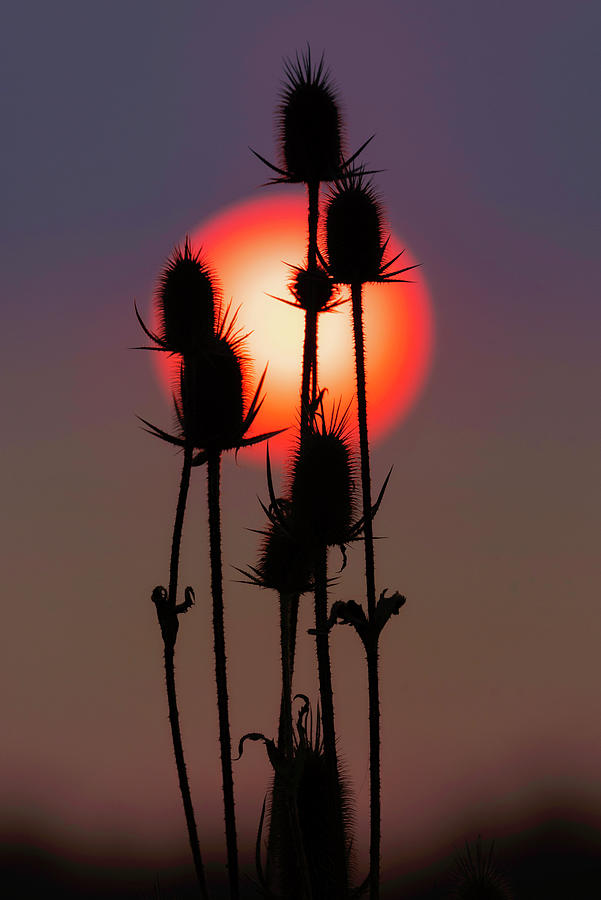 Red Sun and Teasel Photograph by Rosette Doyle