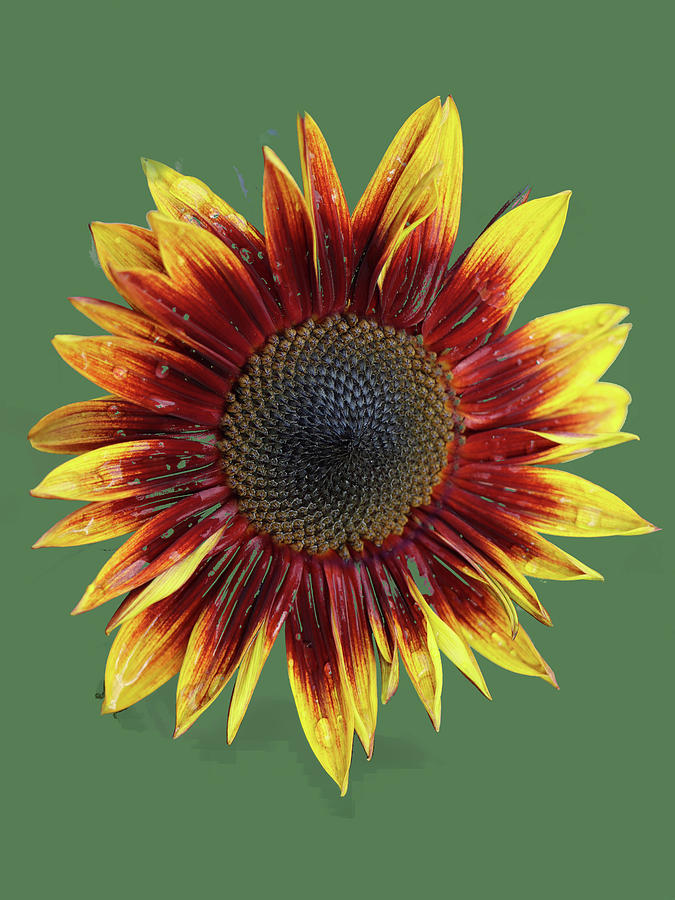 Red Sun Flower With Yellow Tips Digital Art by Tom Janca