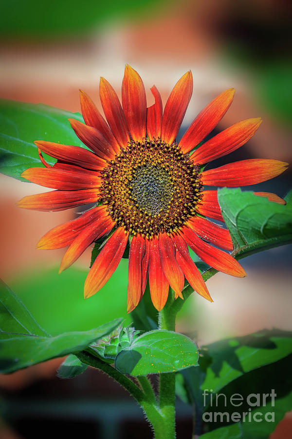 Red sunflower close-up. Photograph by Richard Smith