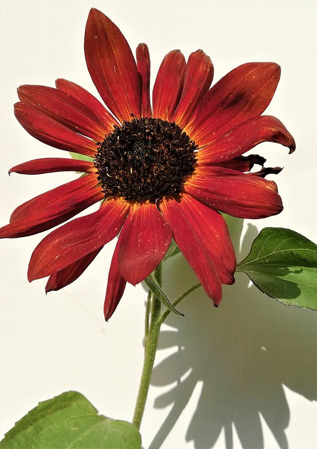 Red Sunflower Photograph by Colin Archer - Fine Art America