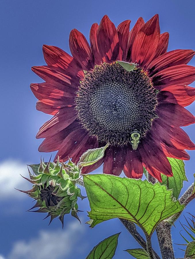 Red Sunflower  Photograph by Debra Forand