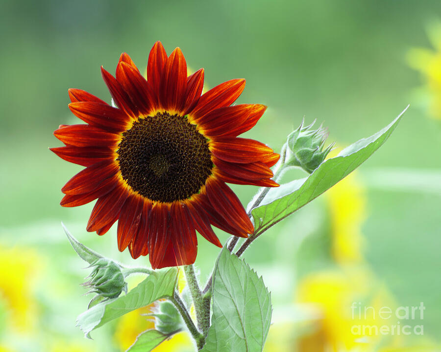 Red Sunflower Glow Photograph by Edward Sobuta