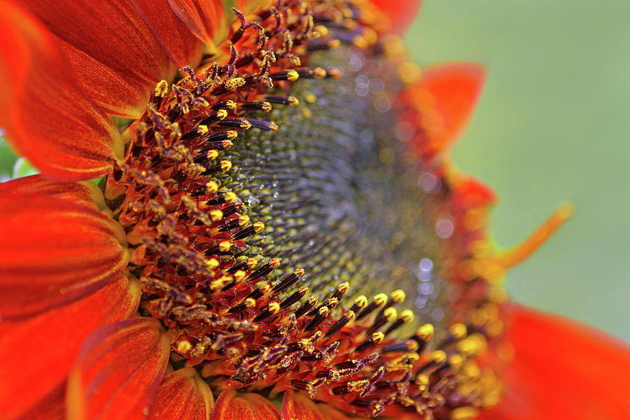 Red Sunflower Macro Photograph by Peggy Collins