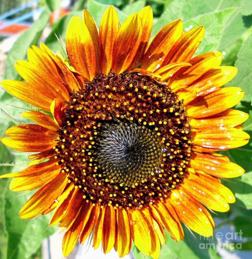 Red Sunflower Digital Art By Sheryl Chapman Photography - Fine Art America