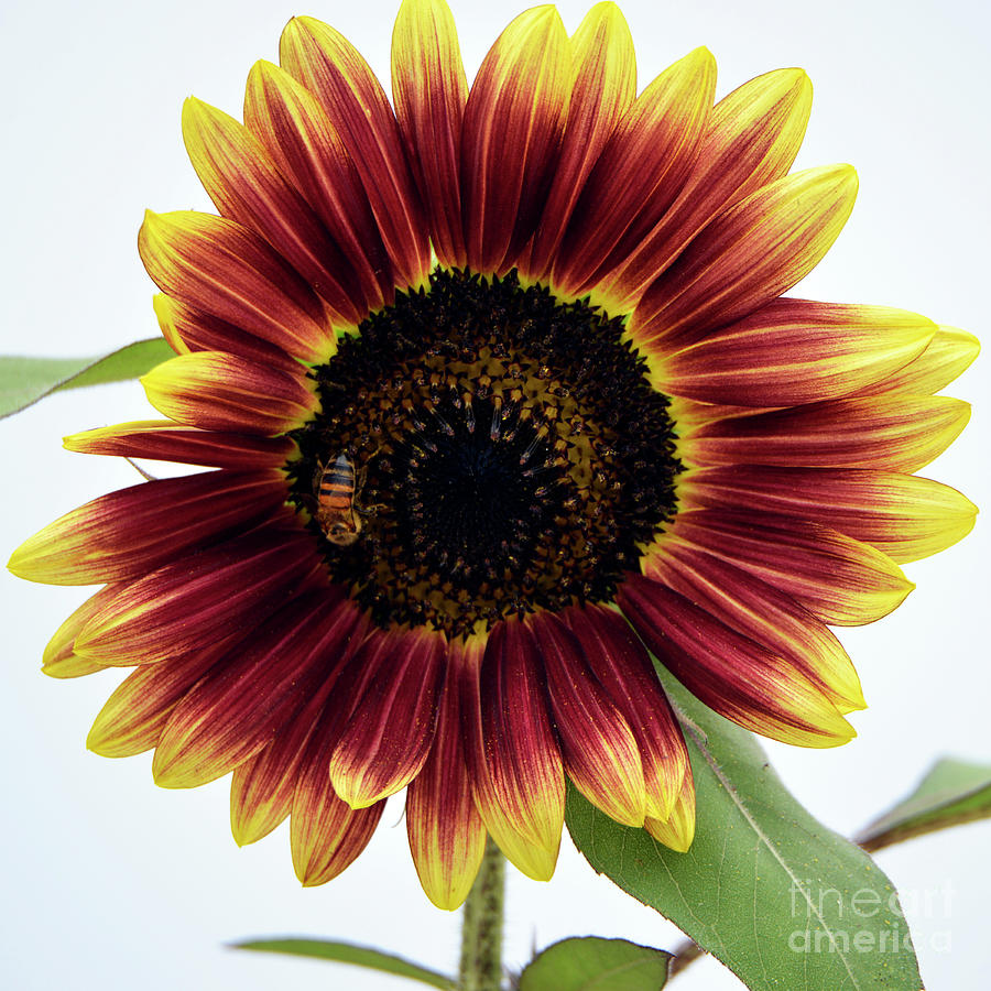 Red Sunflower with Honey Bee Photograph by Denise Bruchman
