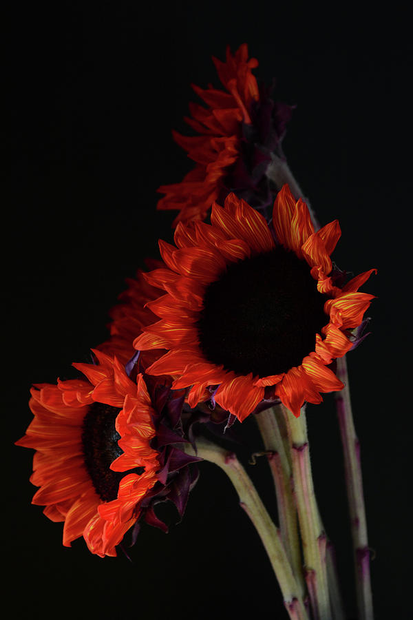 Red Sunflowers Photograph by Whispering Peaks Photography