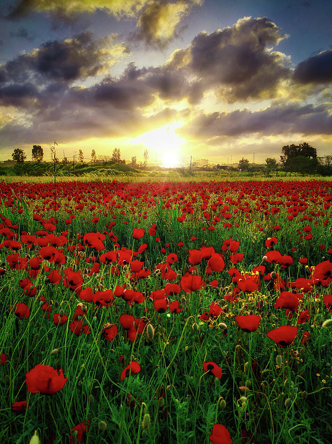 Field Of Poppies At Sunrise Photograph
